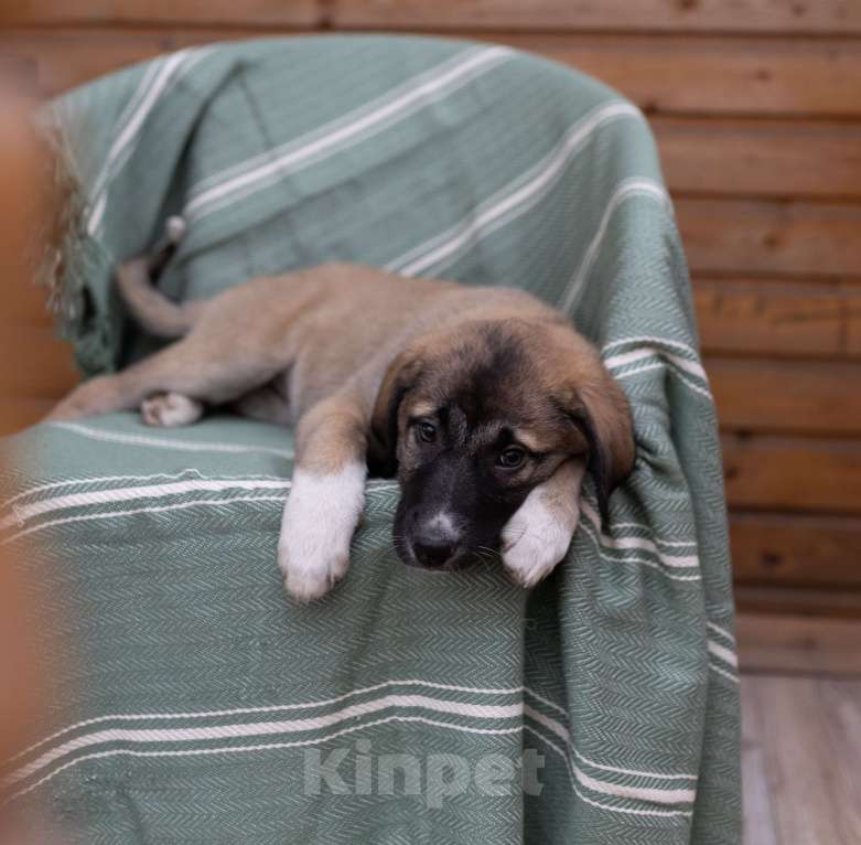 Собаки в Москве: Щенок анатолийской овчарки Денали в добрые руки Девочка, Бесплатно - фото 2