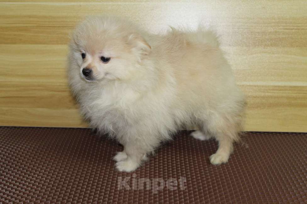 Собаки в Брянске: продаётся щенок шпица кобель Мальчик, 20 000 руб. - фото 1