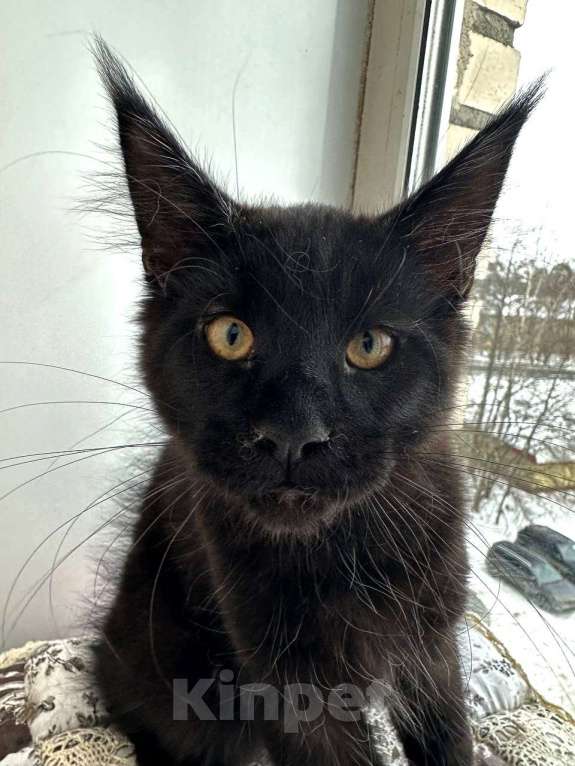 Кошки в Санкт-Петербурге: Продажа мейн-кун питомник Мальчик, 50 000 руб. - фото 7