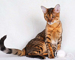 Кошки в Санкт-Петербурге: Котята SAVANNAH Ф4, Ф5 сбт Мальчик, 50 000 руб. - фото 4