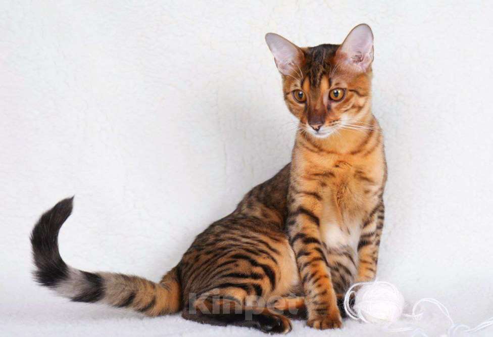 Кошки в Санкт-Петербурге: Котята SAVANNAH Ф4, Ф5 сбт Мальчик, 50 000 руб. - фото 4