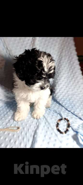 Собаки в Наро-Фоминске: Мальтипу Мальчик, 30 000 руб. - фото 2