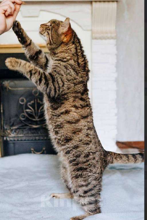 Кошки в Москве: Кот Саня ищет дом Мальчик, Бесплатно - фото 5