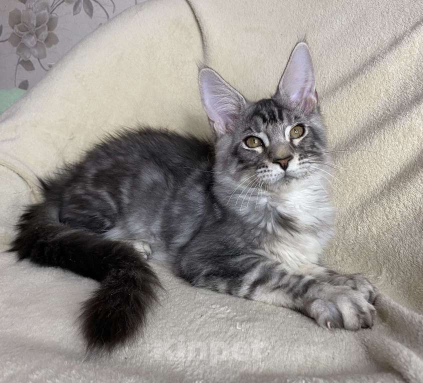 Кошки в Дмитрове: Черный серебристый мраморный мальчик Xavier Мальчик, 30 000 руб. - фото 5