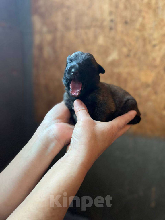 Собаки в других городах Краснодарского края: Щенки малинуа Девочка, 50 000 руб. - фото 3