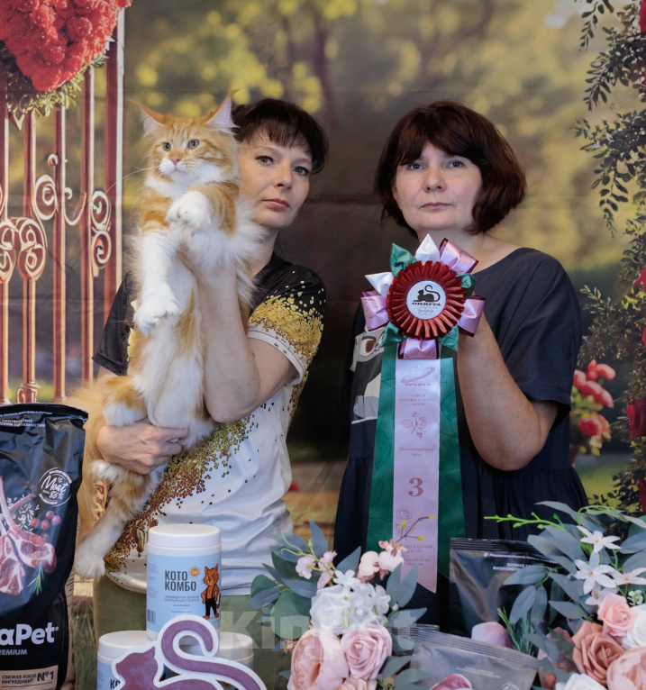 Кошки в Москве: Котёнок Мейн-кун полидакт Девоча Девочка, 70 000 руб. - фото 9