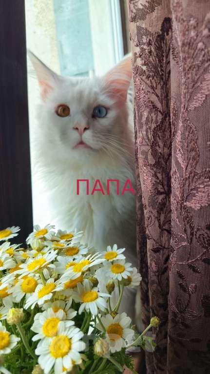 Кошки в Севастополе: Мэйн-кун полидакт Девочка, 30 000 руб. - фото 6