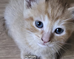 Кошки в Солнечногорске: Котята в дар Разнополые, Бесплатно - фото 4