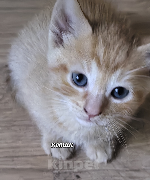 Кошки в Солнечногорске: Котята в дар Разнополые, Бесплатно - фото 4