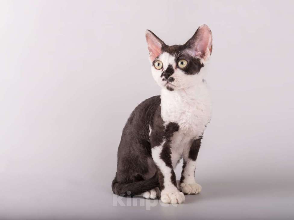 Кошки в Москве: Роскошный котенок девон-рекс  Мальчик, 37 000 руб. - фото 7