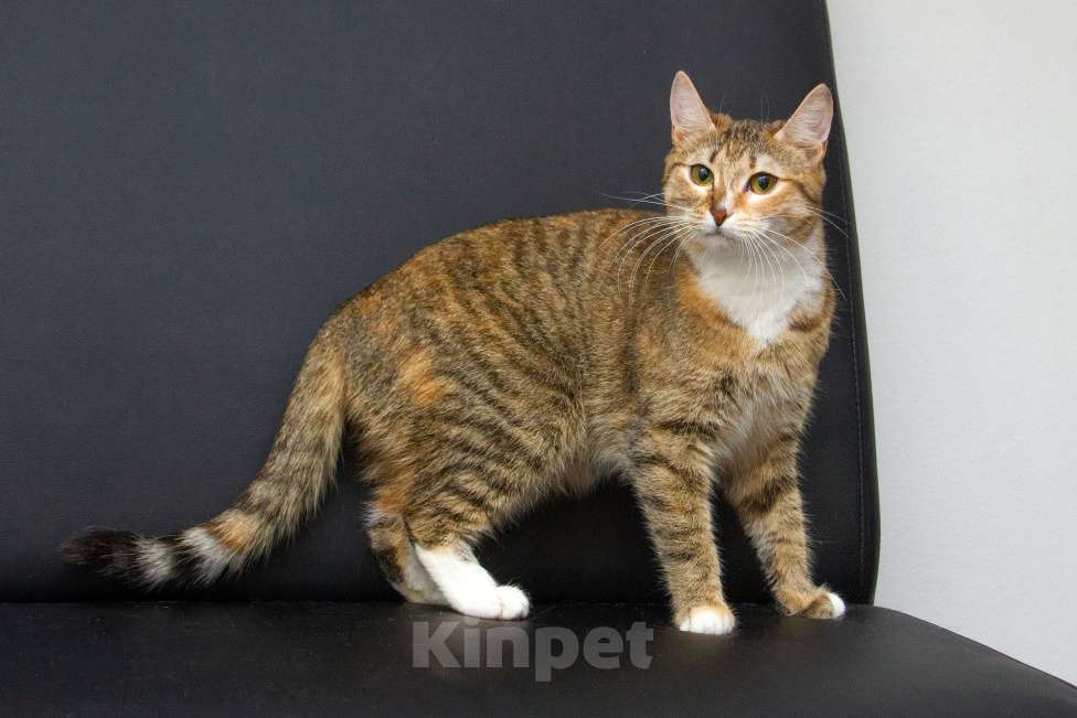 Кошки в Москве: Ищут дом спасенные с улицы котята-подростки! Девочка, Бесплатно - фото 1