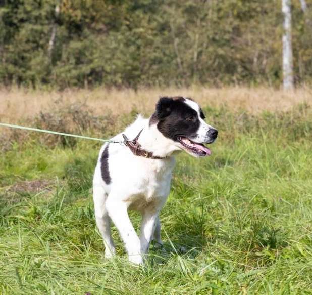 Собаки в Истре: Среднеазиатская овчарка Нигина в поисках дома  Девочка, Бесплатно - фото 2