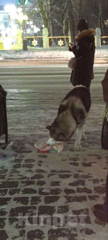 Собаки в Томске: В Томске возле ТГУ потерянный, добрый пёс, ухоженный, хаски или маламут.  Мальчик, Бесплатно - фото 2