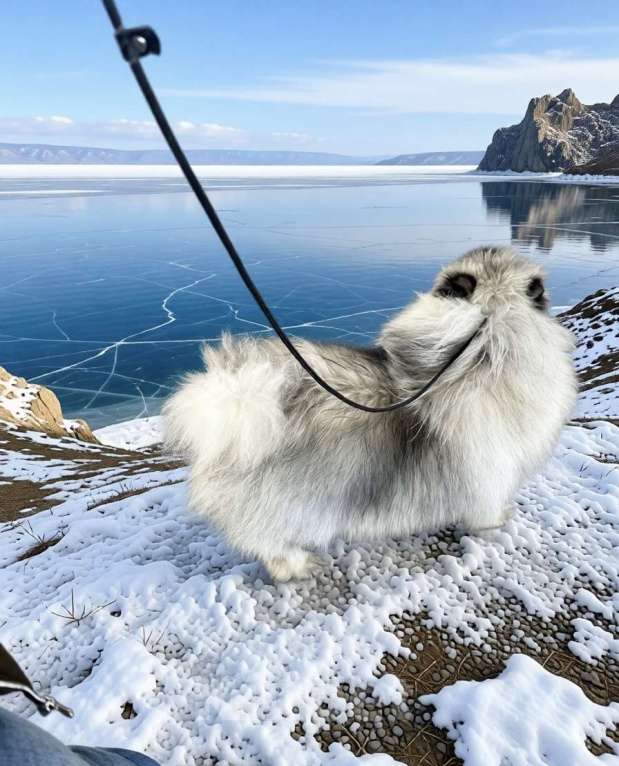 Собаки в Москве: Кобель немецкого вольфшпиц КЕЕСХОНД Мальчик, 70 000 руб. - фото 6