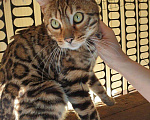 Кошки в Кудымкаре: Бенгальский кот, 5 000 руб. - фото 1