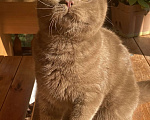 Кошки в Москве: Британский котик Мальчик, 75 000 руб. - фото 2