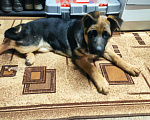 Собаки в Домодедово: Продам крупных, шикарных щенков Девочка, 15 000 руб. - фото 4