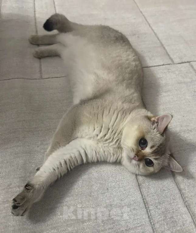 Кошки в Москве: Продаются котята! Девочка, 18 000 руб. - фото 6