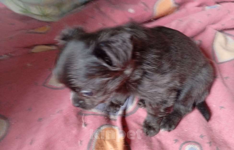 Собаки в Москве: Длинношерстный кобель Мальчик, 15 000 руб. - фото 2