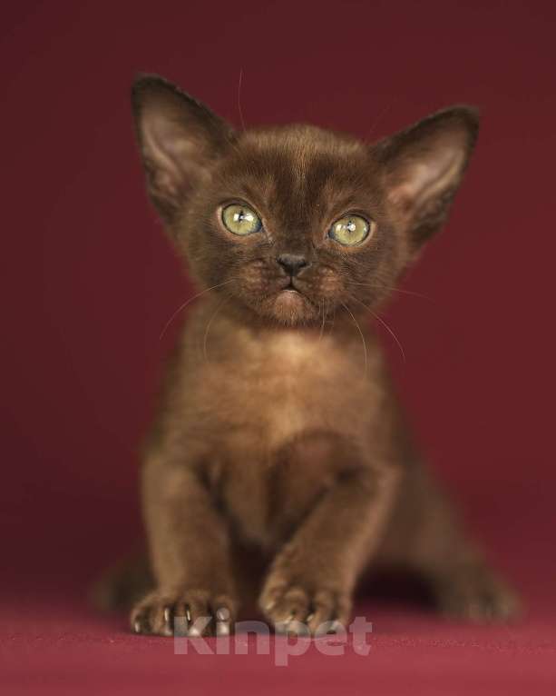 Кошки в Москве: Соболиный бурманский котенок Мальчик, 100 000 руб. - фото 7