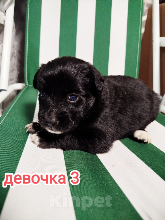 Собаки в Симферополе: Отдам щенков в добрые руки Девочка, Бесплатно - фото 4