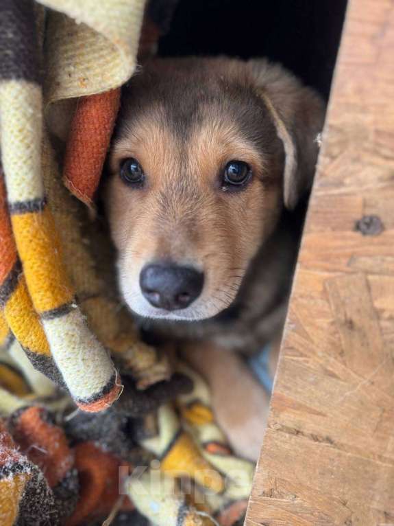 Собаки в других городах Ленинградской области: Мишка и Тотошка Мальчик, Бесплатно - фото 3