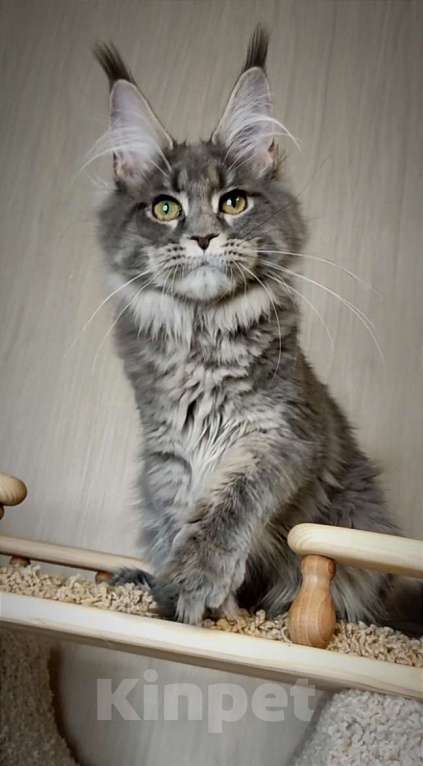Кошки в Перми: Котята мейн-кун Девочка, 25 000 руб. - фото 1