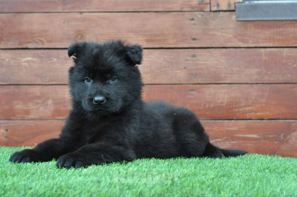 Собаки в Воронеже: Немецкая овчарка длинношерстная черные и зонарные Мальчик, 70 000 руб. - фото 4