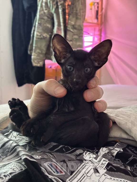 Кошки в Санкт-Петербурге: Ориентальный котенок Девочка, 30 000 руб. - фото 4