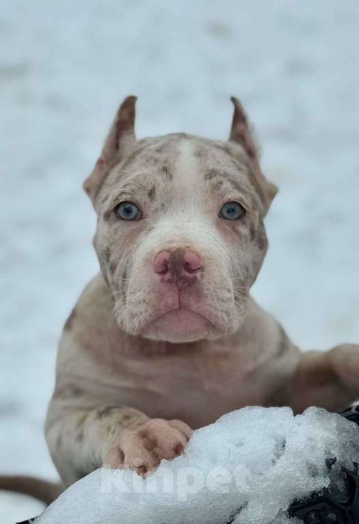 Собаки в других городах Московской области: Предлагаются шикарные малыши Американский Булли разных типов 🤗 Разнополые, Бесплатно - фото 1