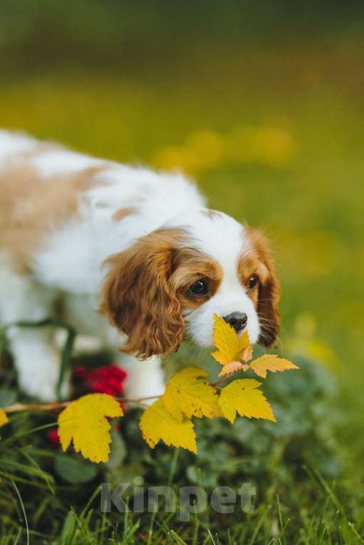 Собаки в Санкт-Петербурге: девочка бленхейм Девочка, Бесплатно - фото 4
