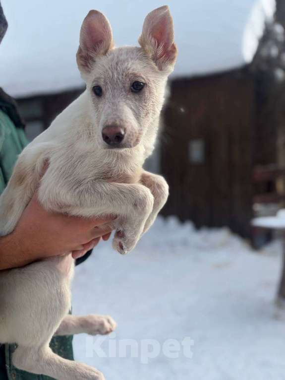 Собаки в других городах Московской области: Щенки в добрые руки Разнополые, Бесплатно - фото 3