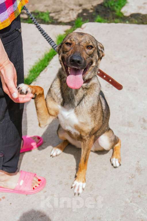 Собаки в Москве: Ласкушечка Стеша в поисках любящей семьи Девочка, 100 руб. - фото 3