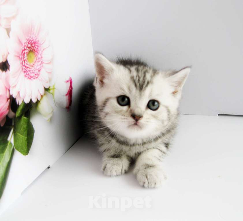 Кошки в Ставрополе: Шотландские котята с документами Разнополые, 10 000 руб. - фото 3