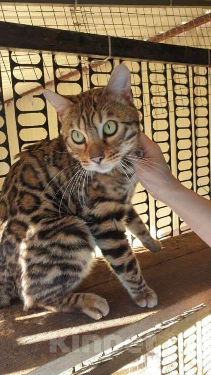 Кошки в Кудымкаре: Бенгальский кот, 5 000 руб. - фото 1