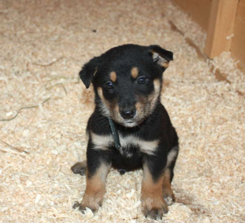 Собаки в Москве: Малыш Гоша ищет свою любимую семью  Мальчик, Бесплатно - фото 4