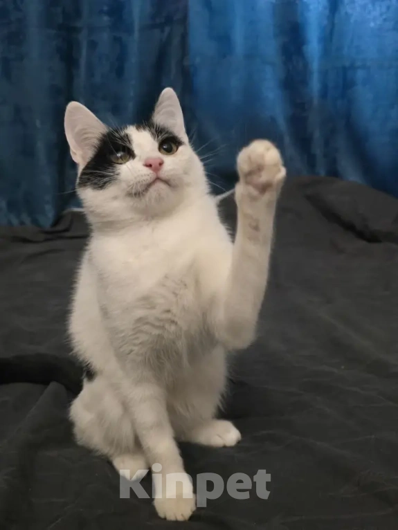 Кошки в Серпухове: Ищут любящую и ответственную семью❤️ Девочка, Бесплатно - фото 1