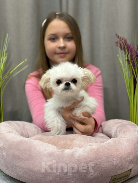 Собаки в Москве: Чакки.  Эксклюзивное микро. Мальчик, 150 000 руб. - фото 9