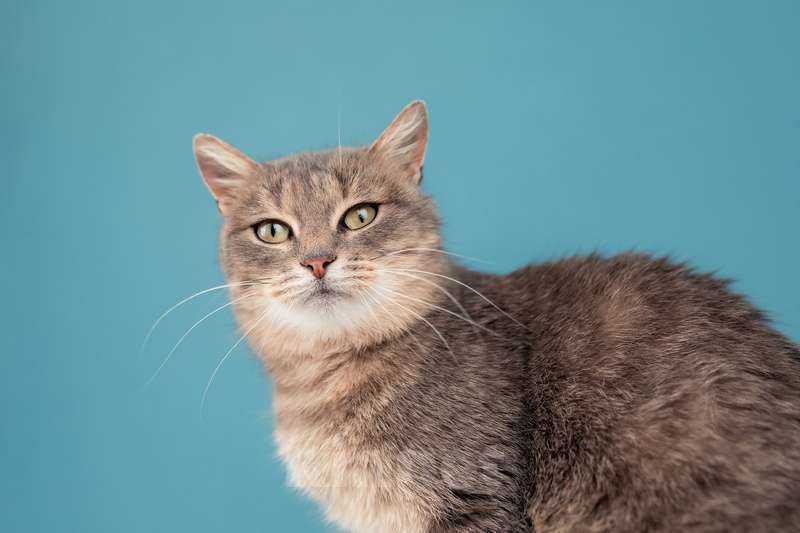 Кошки в Москве: Молодая красавица-кошка с подводкой на глазах Графиня Шишкина Девочка, Бесплатно - фото 4