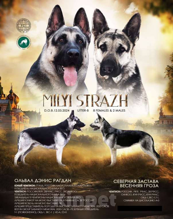 Собаки в Балашихе: Шикарная ВЕО девочка Девочка, 50 000 руб. - фото 4