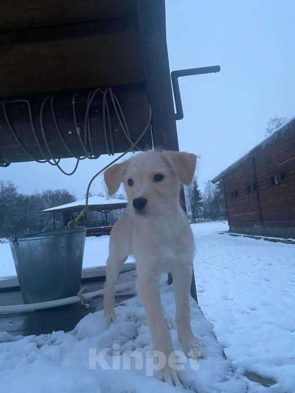 Собаки в Москве: Щенок девочка в добрые руки Девочка, Бесплатно - фото 1