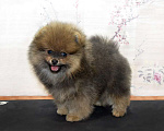 Собаки в Москве: Щенок померанского шпица Мальчик, 60 000 руб. - фото 4