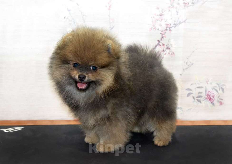 Собаки в Москве: Щенок померанского шпица Мальчик, 60 000 руб. - фото 4