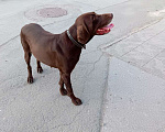 Собаки в Новосибирске: найдена собака Девочка, Бесплатно - фото 2