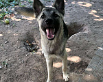 Собаки в Зеленограде: Туман ищет любящую семью Мальчик, Бесплатно - фото 5