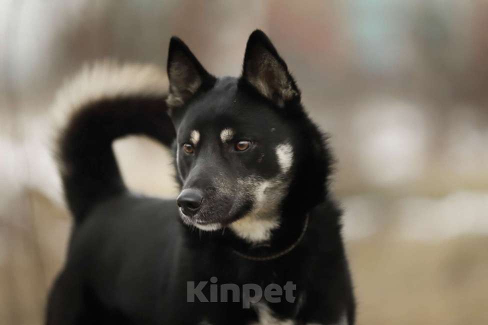 Собаки в Москве: Миниатюрный овчар в дар Мальчик, Бесплатно - фото 4