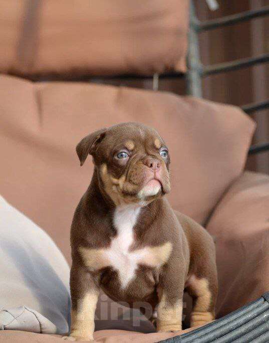 Собаки в других городах Краснодарского края: Щенок американский булли Мальчик, 150 000 руб. - фото 4
