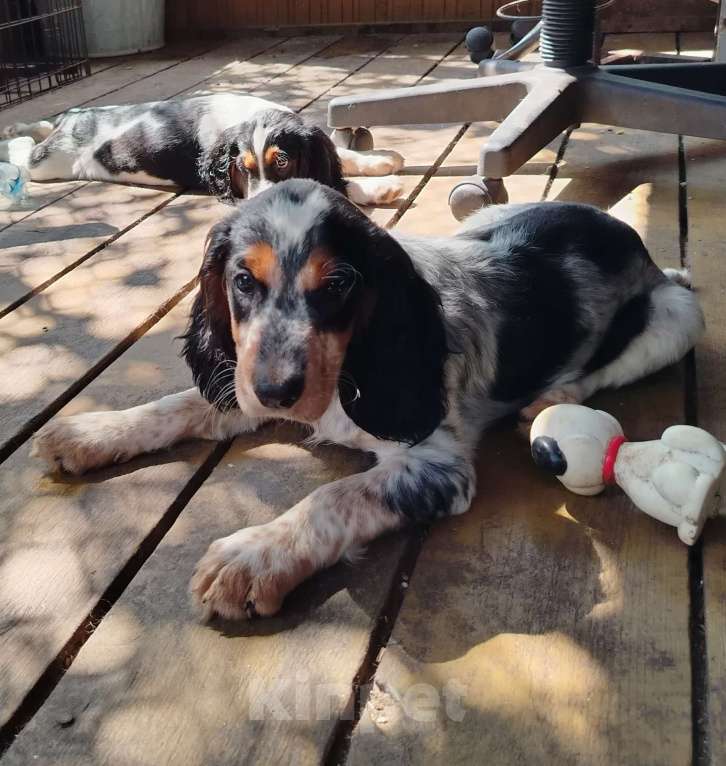 Собаки в других городах Московской области: Щенки русского охотничьего спаниеля Мальчик, 55 000 руб. - фото 6