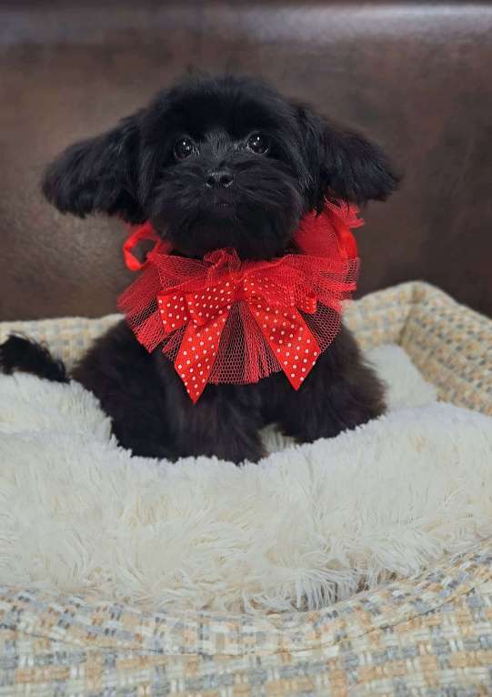 Собаки в Москве: Девочка Мальтипу Девочка, 70 000 руб. - фото 3