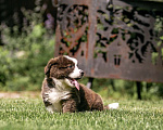 Собаки в Москве: Щенок корги Мальчик, 40 000 руб. - фото 1